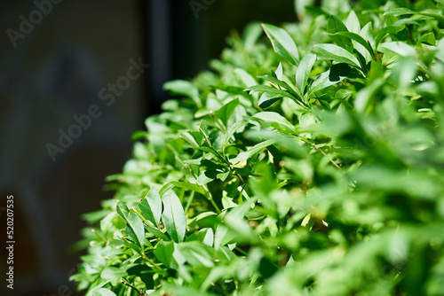 Close-up photo of green tea leaves under the sun