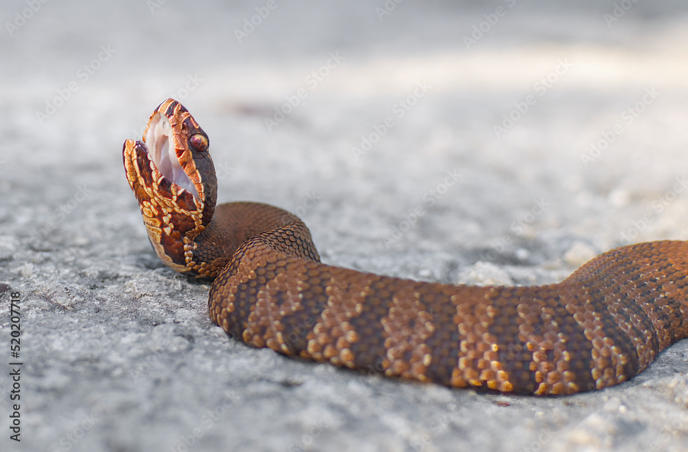 Ταπετσαρία Young Eastern Cottonmouth snake aka water moccasin - Agkistrodon piscivorus - wi