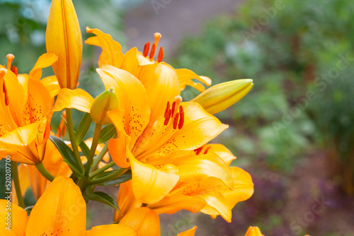 Orange lilies in the garden background