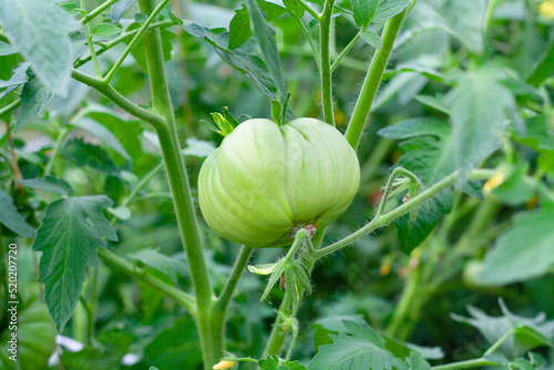 Unripe tomato on a branch in the greenhouse