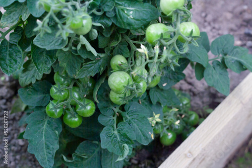 Green cherry tomatoes on a branch in the greenhouse