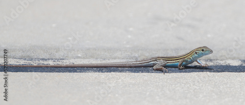 Wild Six-lined racerunner lizard skink -Aspidoscelis sexlineata - photo