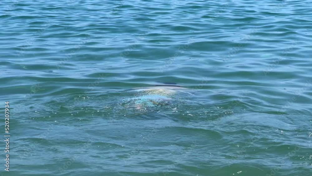 Man swimming under the sea surface Man swimming under the sea surface