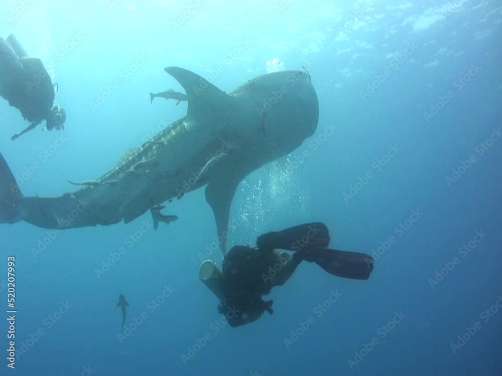 Whaleshark (Rhincodon typus) with school of fishes Whaleshark (Rhincodon typus) with school of fishes