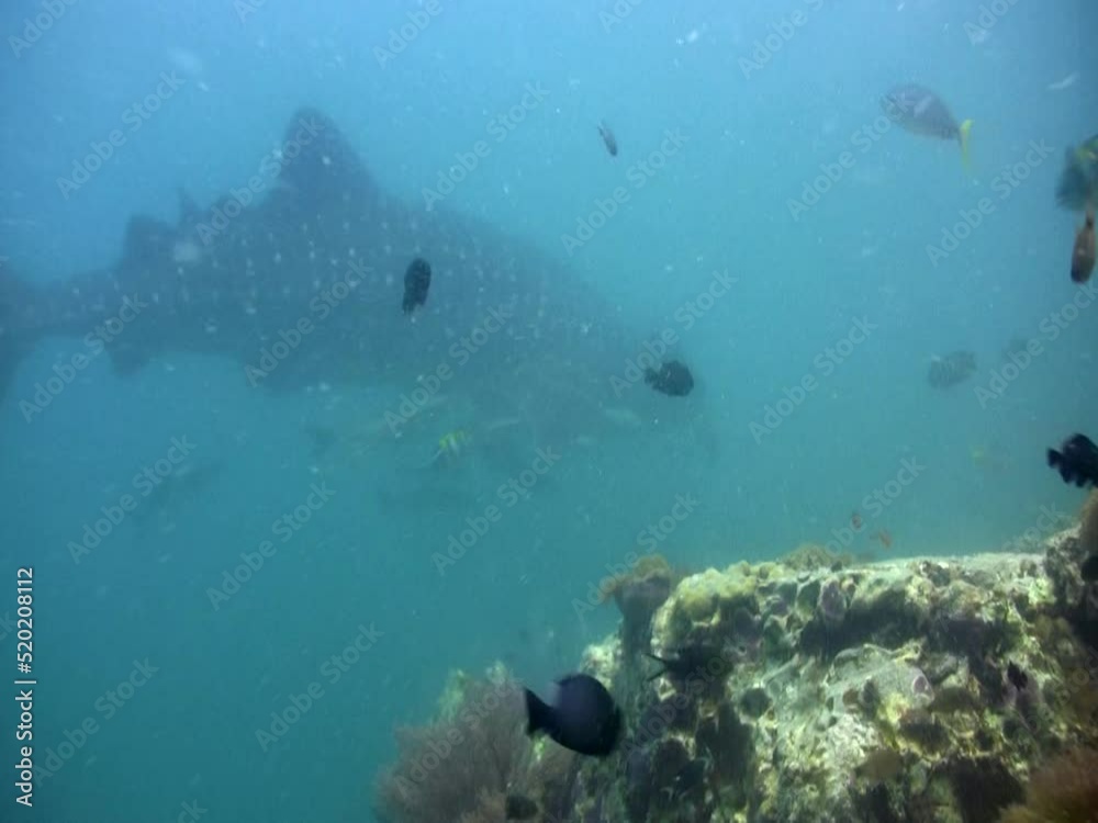 Whaleshark (Rhincodon typus) swimming close to reef Whaleshark (Rhincodon typus) swimming close to reef
