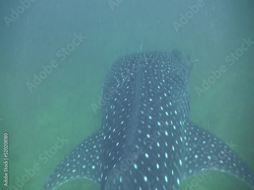 Whaleshark (Rhincodon typus) swimming from above photo