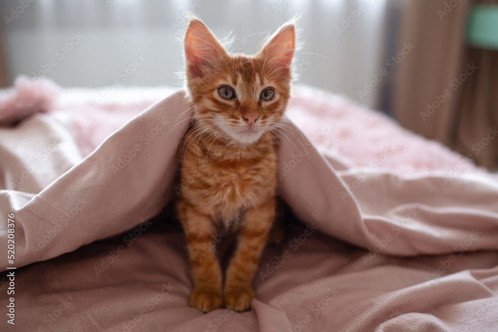 The ginger cat lies in the bed against the pink blanket