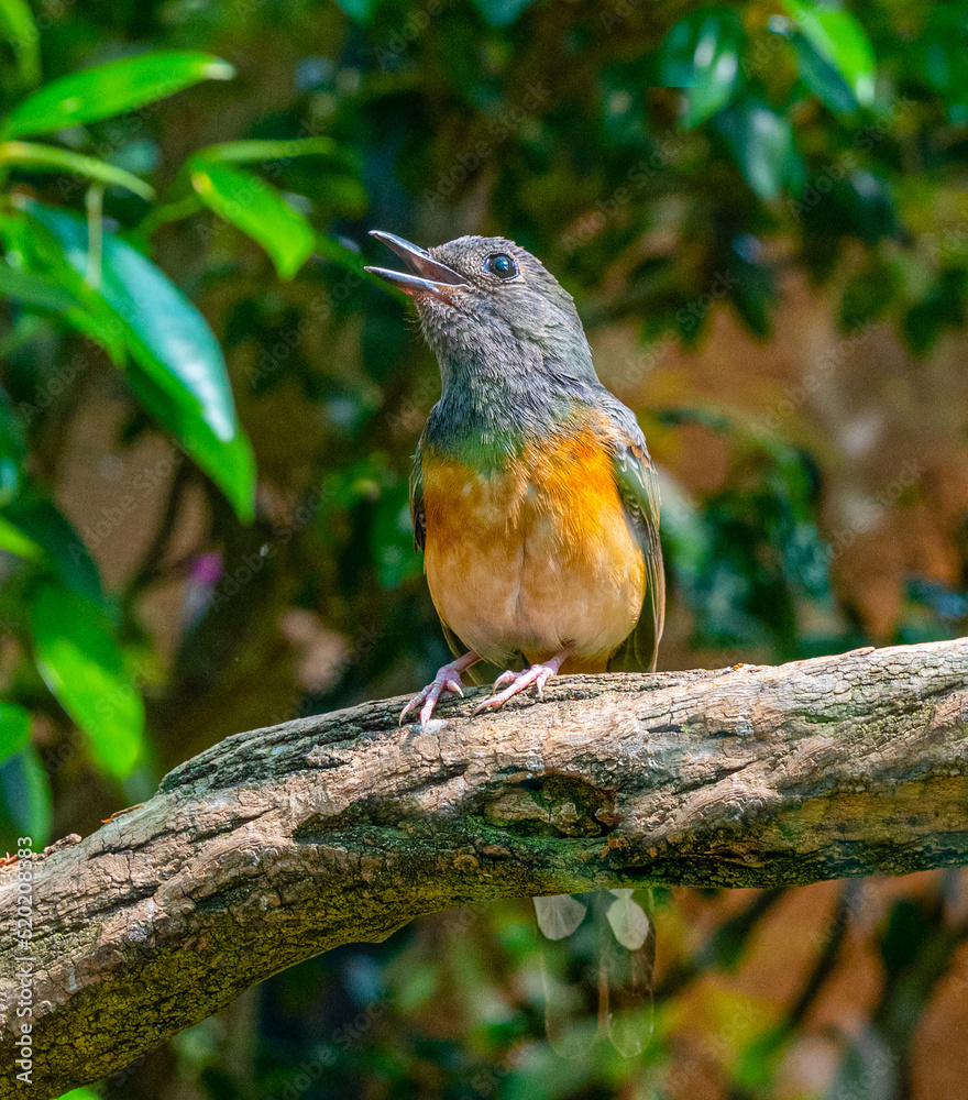 White-rumped shama (Copsychus malabaricus). Wilhelma, Baden Wuerttemberg, Germany, Europe White-rumped shama (Copsychus malabaricus). Wilhelma, Baden Wuerttemberg, Germany, Europe