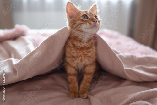 The ginger cat lies in the bed againsth the pink blanket © Вероника Зеленина