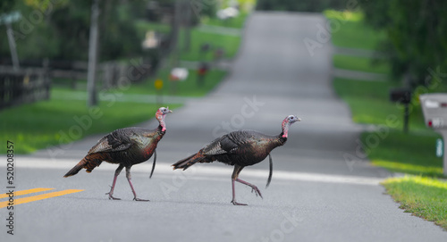 Adult wild turkey crossing road in residential area.  Osceola Wild Turkey - Meleagris gallopavo osceola