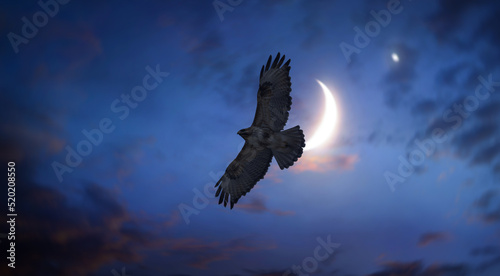 eagle flying in the blue moon night sky © Njay