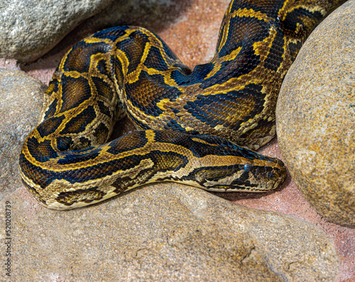 Close up of a burmese python on ground. It is native to a large area of Southeast Asia.