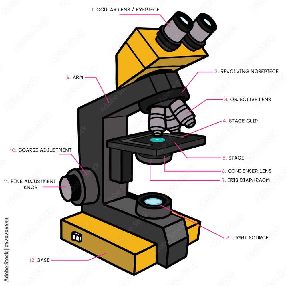 00074 Vector of compound light microscope structure. Fill color on