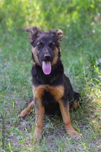 black puppy closeup photo on green grass background