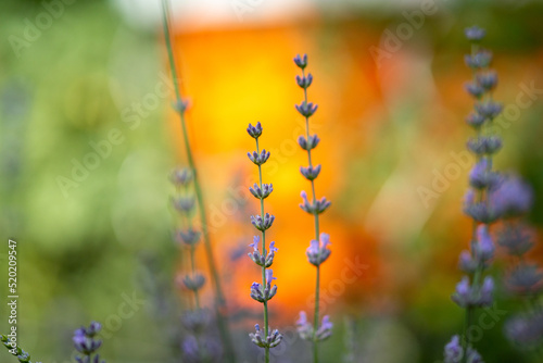 Echter Lavendel, Lavandula angustifolia, Lavendelfelder, Frankreich, Provence 
