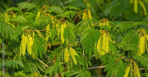 mimosa tree or silk tree - Albizia julibrissin - View of green leaves