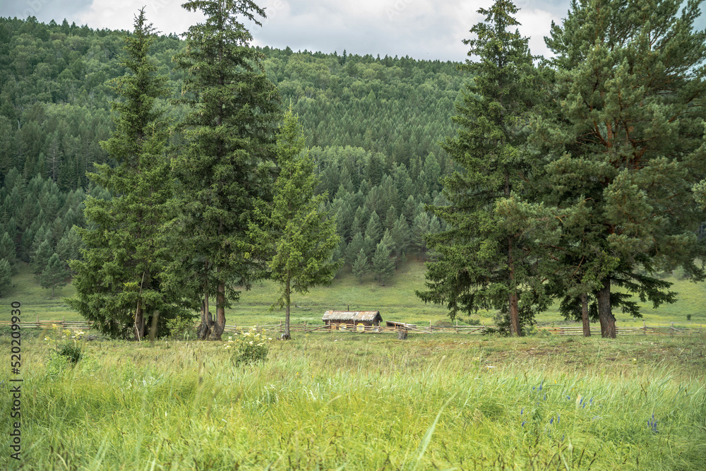Abandoned wooden house in a green clearing among large fir trees in the foreground. Beautiful mountain summer landscape
