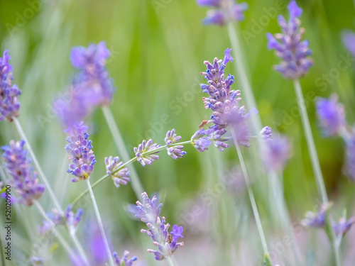 Echter Lavendel, Lavandula angustifolia, Lavendelfelder, Frankreich, Provence 