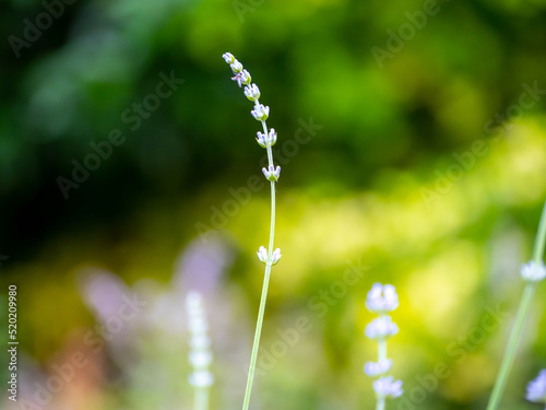 Echter Lavendel, Lavandula angustifolia, Lavendelfelder, Frankreich, Provence 