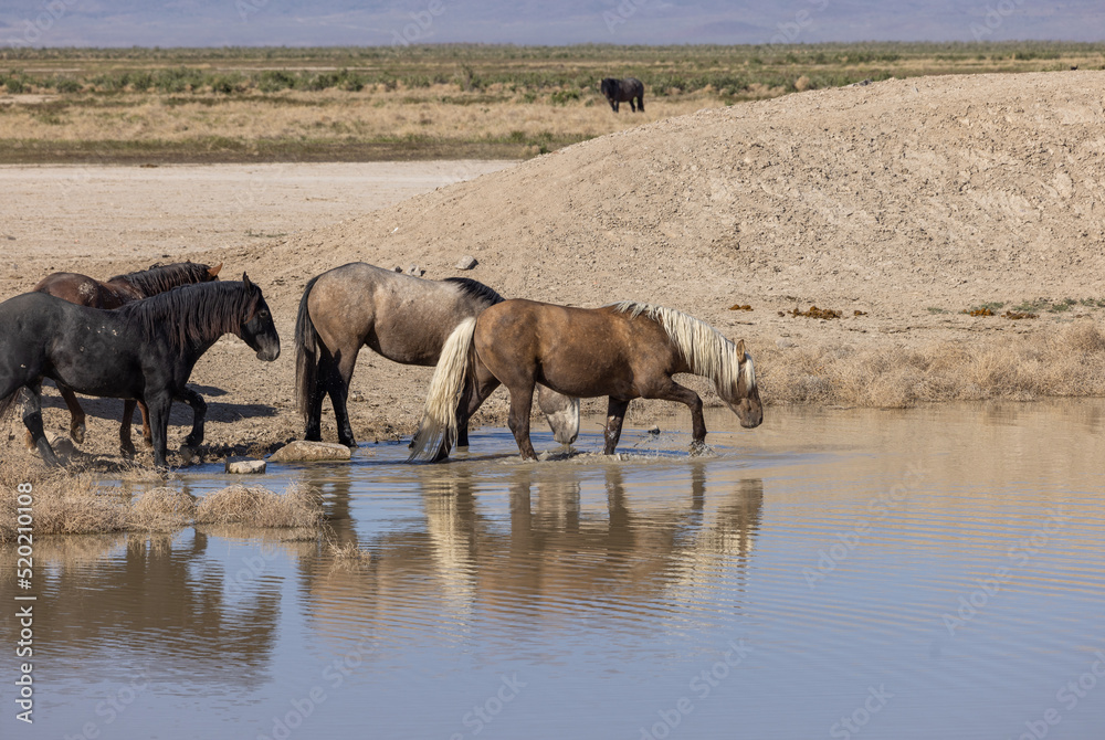 Fototapeta premium Wild Horses at a Desert Waterhole in Utah