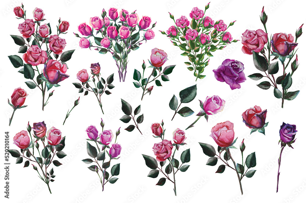 illustration set of pink roses watercolor background