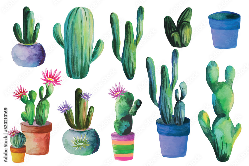 set of blooming watercolor cacti illustration set of blooming watercolor cacti illustration