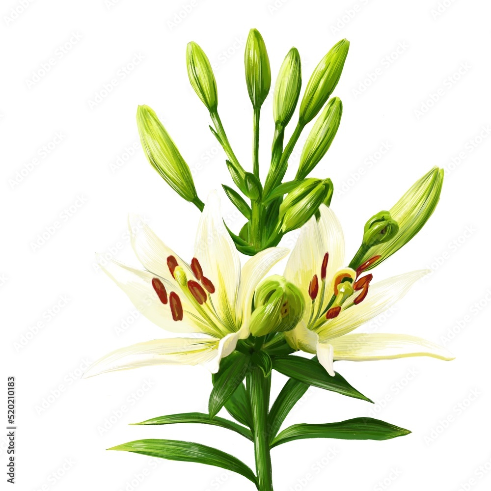bouquet of white lily flowers, daylily illustration bouquet of white lily flowers, daylily illustration