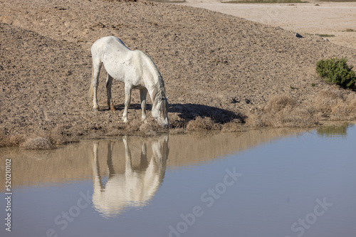 Fototapeta Naklejka Na Ścianę i Meble -  Wild Horses at a Desert Waterhole in Utah