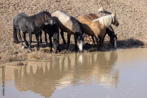 Wild Horses at a Desert Waterhole in Utah