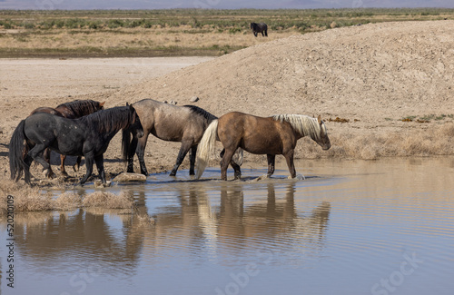 Wild Horses at a Desert Waterhole in Utah