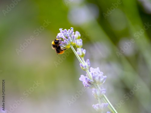 Echter Lavendel, Lavandula angustifolia, Lavendelfelder, Frankreich, Provence 