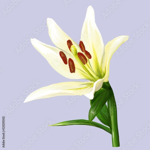 blooming white lily flower illustration