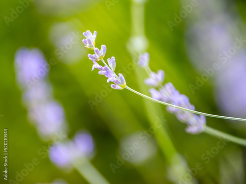 Echter Lavendel, Lavandula angustifolia, Lavendelfelder, Frankreich, Provence 
