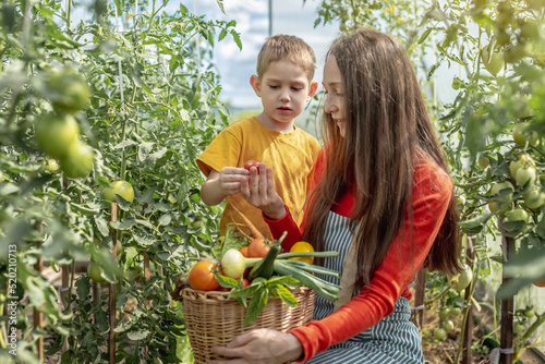 Wallpaper Mural Mom and son harvest ripe tomatoes in a basket in the greenhouse. Healthy organic products grown in your garden Torontodigital.ca