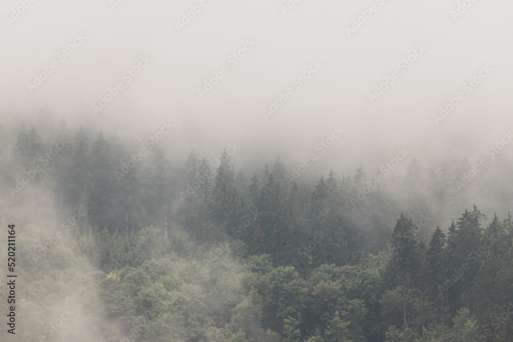 Las w chmurach