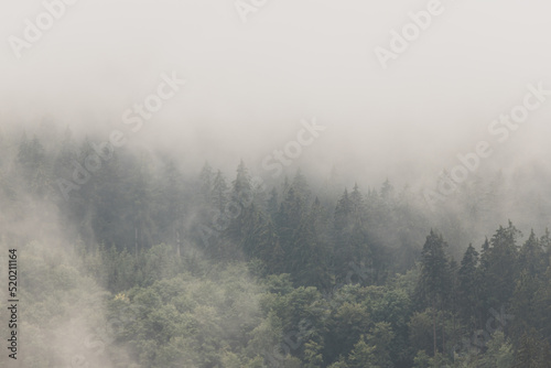 Las w chmurach © Katarzyna