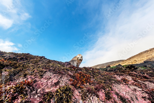 Φωτογραφία Cute sea lion sun bathing