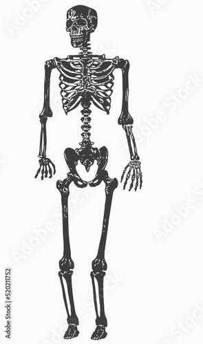 Silhouette of human bone skeleton, Human body skeleton sketch drawing, LIne art illustration vector of human skeleton