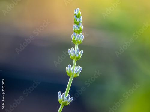 Echter Lavendel, Lavandula angustifolia, Lavendelfelder, Frankreich, Provence 
