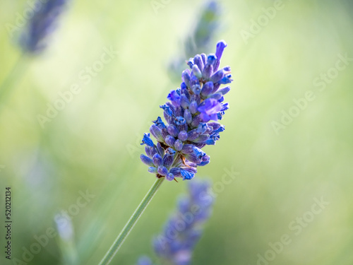 Echter Lavendel, Lavandula angustifolia, Lavendelfelder, Frankreich, Provence 