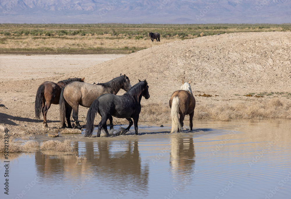 Wild Horses at a Desert Waterhole in Utah Wild Horses at a Desert Waterhole in Utah