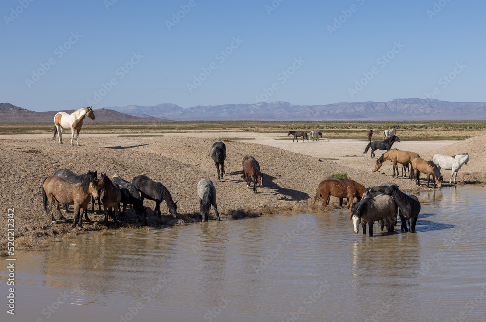 Wild Horses at a Desert Waterhole in Utah Wild Horses at a Desert Waterhole in Utah