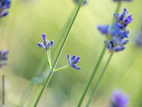 Echter Lavendel, Lavandula angustifolia, Lavendelfelder, Frankreich, Provence 
