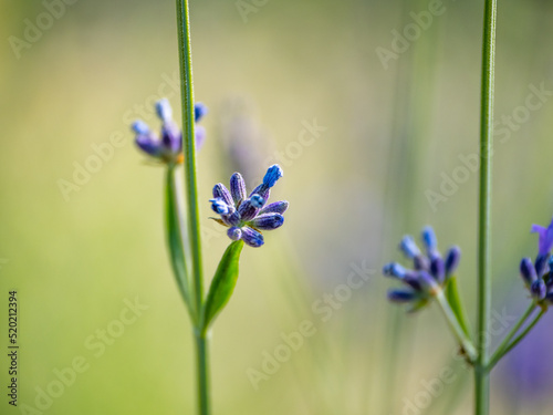 Echter Lavendel, Lavandula angustifolia, Lavendelfelder, Frankreich, Provence 