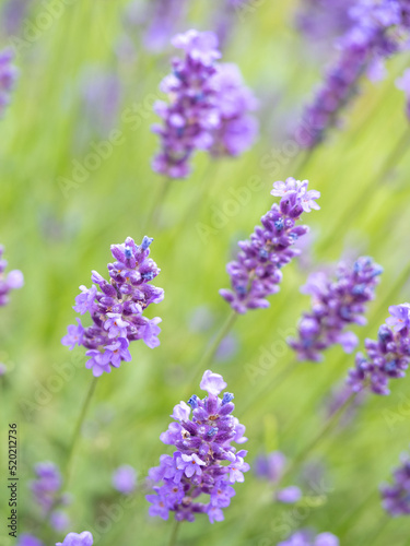 Echter Lavendel, Lavandula angustifolia, Lavendelfelder, Frankreich, Provence 
