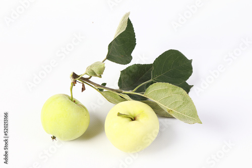 ripe apples on a branch in the studio