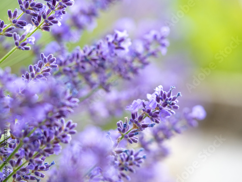 Echter Lavendel, Lavandula angustifolia, Lavendelfelder, Frankreich, Provence 