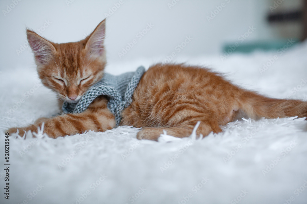 A little ginger kitten dressed a sweate lies on a white blanket. A little ginger kitten dressed a sweate lies on a white blanket.
