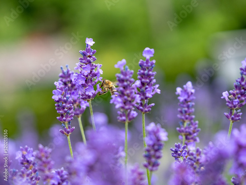 Echter Lavendel, Lavandula angustifolia, Lavendelfelder, Frankreich, Provence 