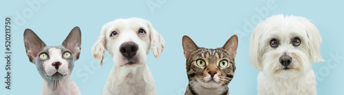 Photography Banner summer dogs and cats